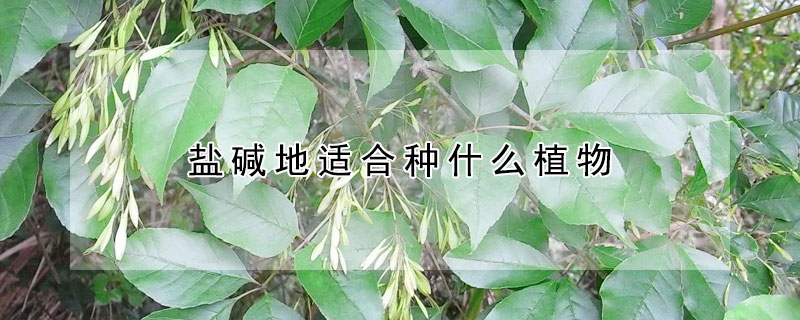 鹽堿地適合種什么植物