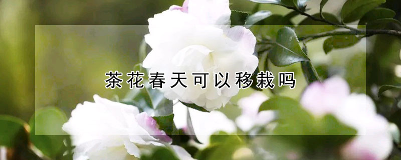 茶花春天可以移栽嗎