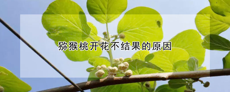 獼猴桃開(kāi)花不結(jié)果的原因