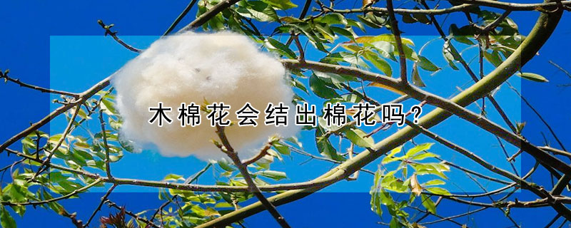 木棉花會(huì)結(jié)出棉花嗎?