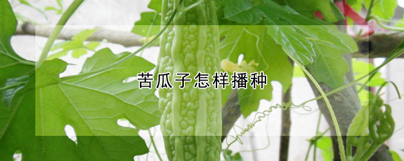 苦瓜子怎樣播種