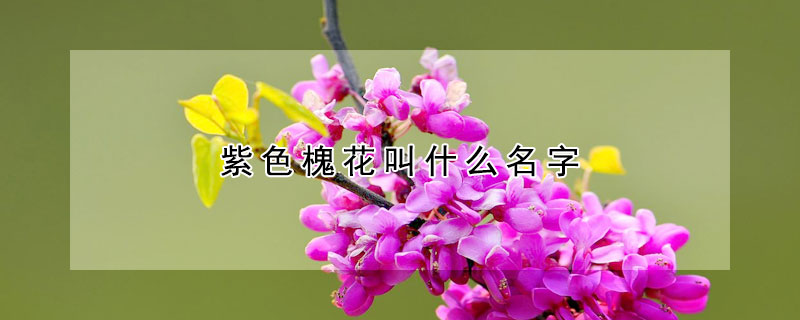 紫色槐花叫什么名字