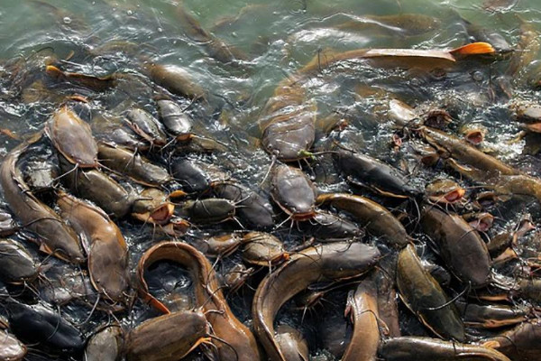 鯰魚養殖技術 魚塘