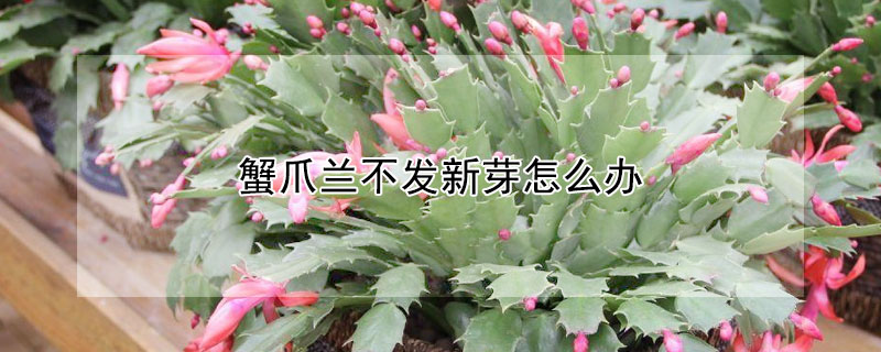 蟹爪蘭不發(fā)新芽怎么辦