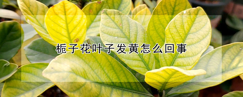 梔子花葉子發(fā)黃怎么回事