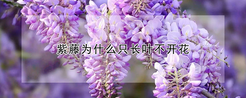 紫藤為什么只長葉不開花