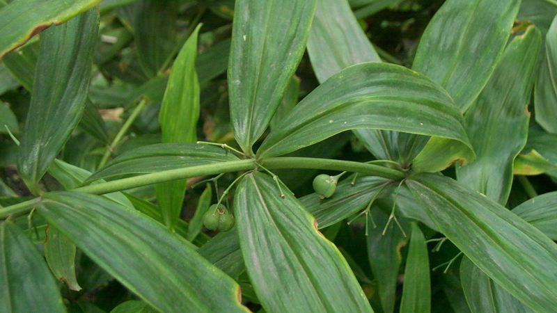 黃精種植技術