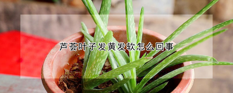 蘆薈葉子發黃發軟怎么回事