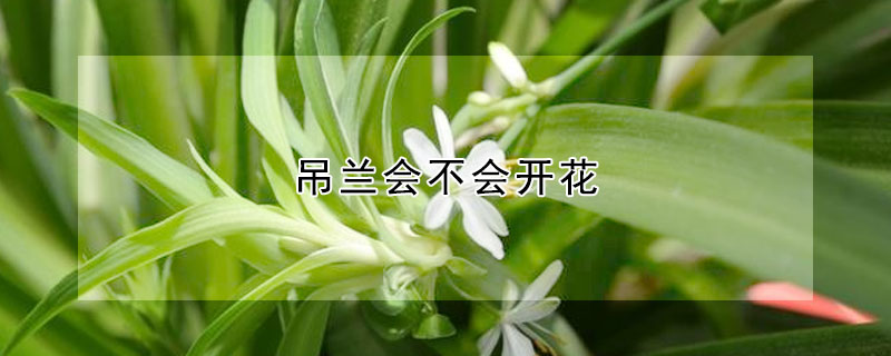 吊蘭會不會開花