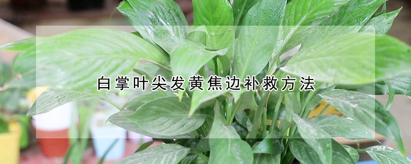 白掌葉尖發(fā)黃焦邊補救方法