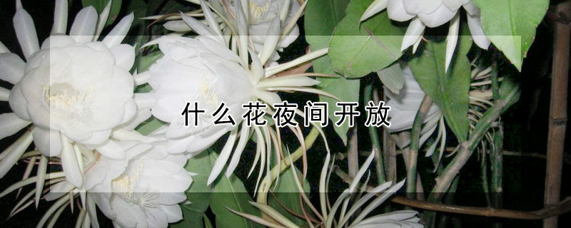 什么花夜間開放