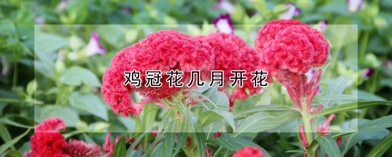 雞冠花幾月開花