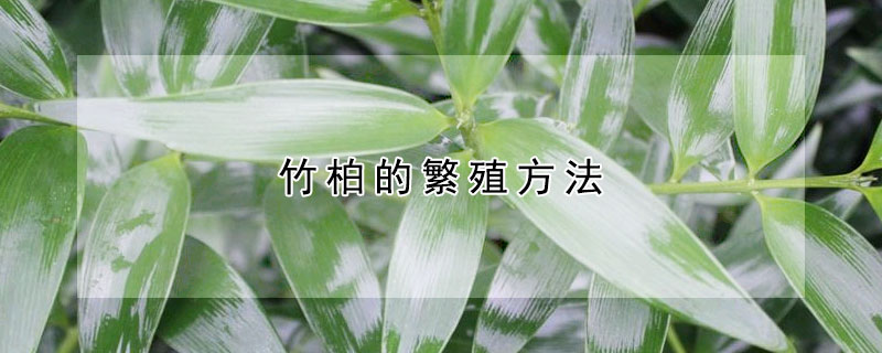 竹柏的繁殖方法