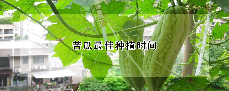 苦瓜最佳種植時間