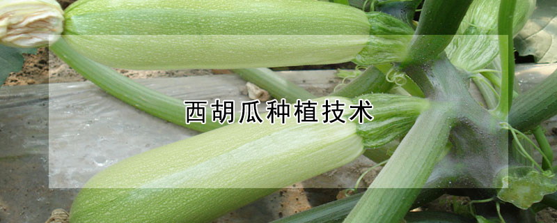 西胡瓜種植技術(shù)