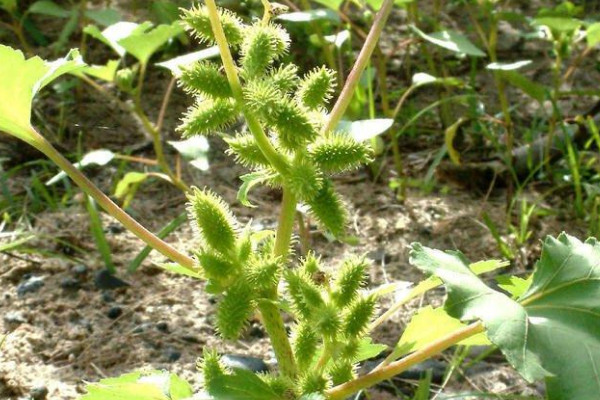 蒼耳的種植方法