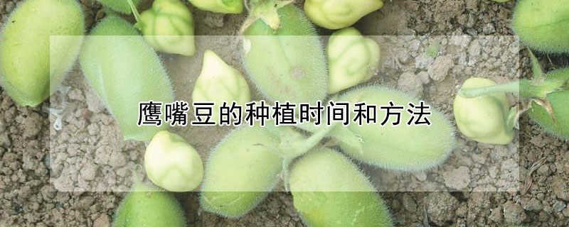 鷹嘴豆的種植時間和方法