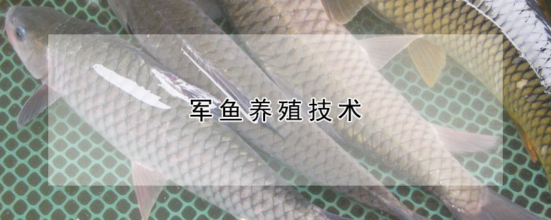 軍魚養殖技術