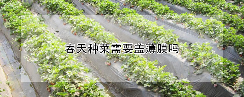 春天種菜需要蓋薄膜嗎