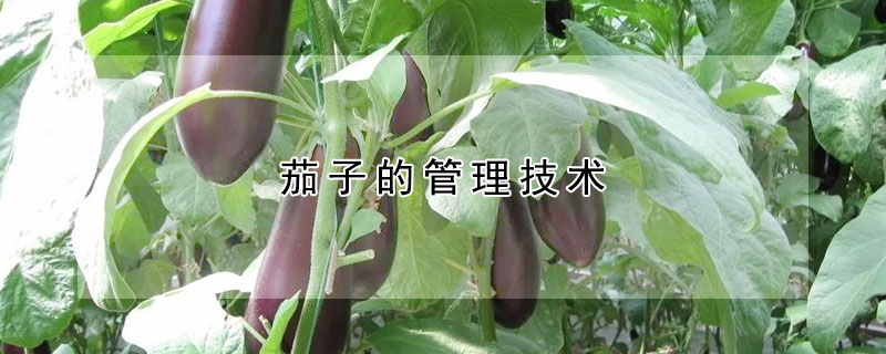 茄子的管理技術(shù)