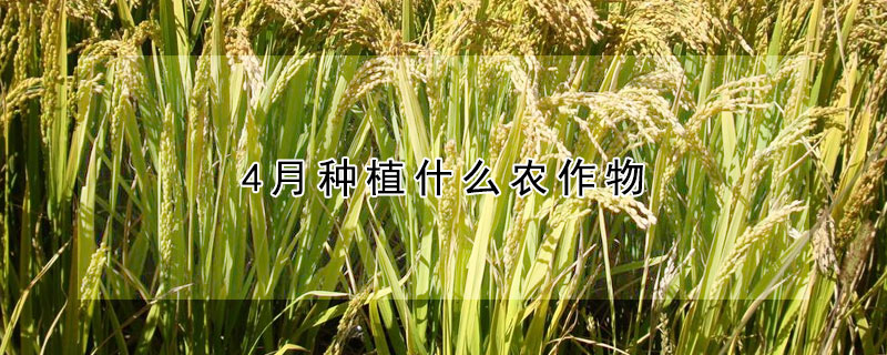 4月種植什么農作物