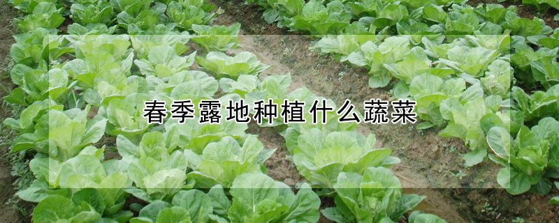 春季露地種植什么蔬菜