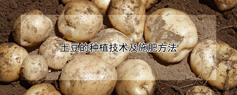 土豆的種植技術(shù)及施肥方法