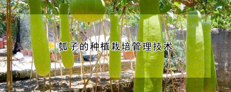 瓠子的種植栽培管理技術