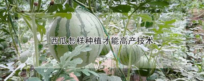 西瓜怎樣種植才能高產(chǎn)技術(shù)