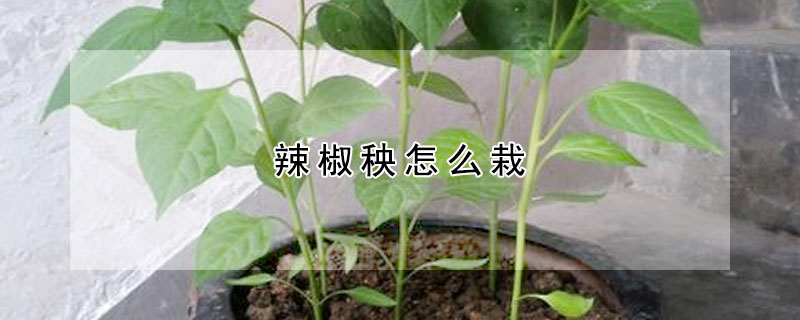 辣椒秧怎么栽