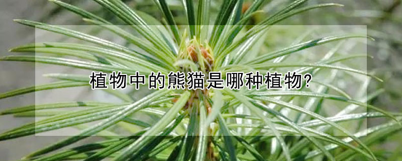 植物中的熊貓是哪種植物?