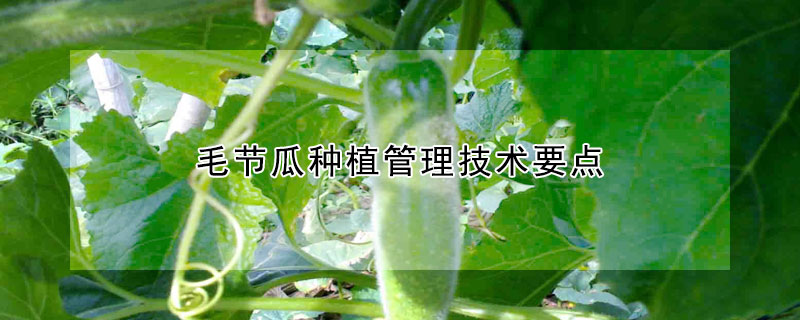 毛節(jié)瓜種植管理技術(shù)要點