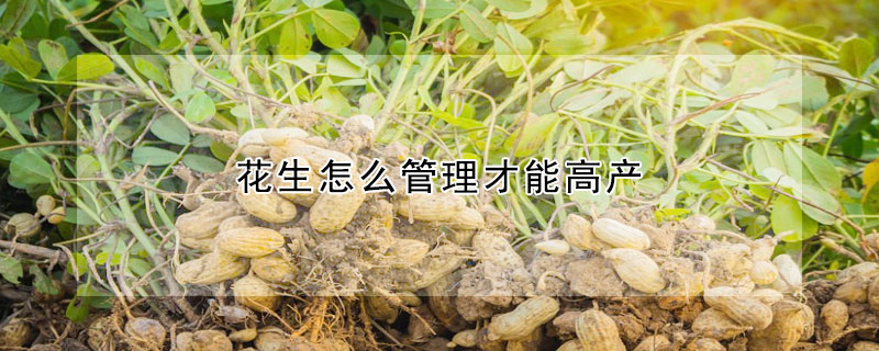 花生怎么管理才能高產