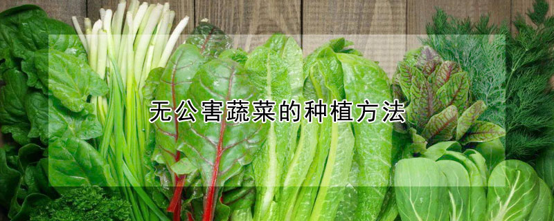 無公害蔬菜的種植方法