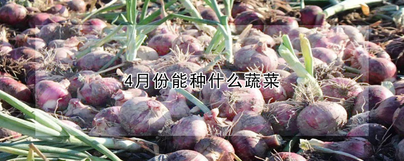 4月份能種什么蔬菜