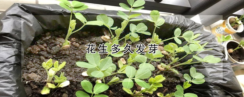 花生多久發(fā)芽