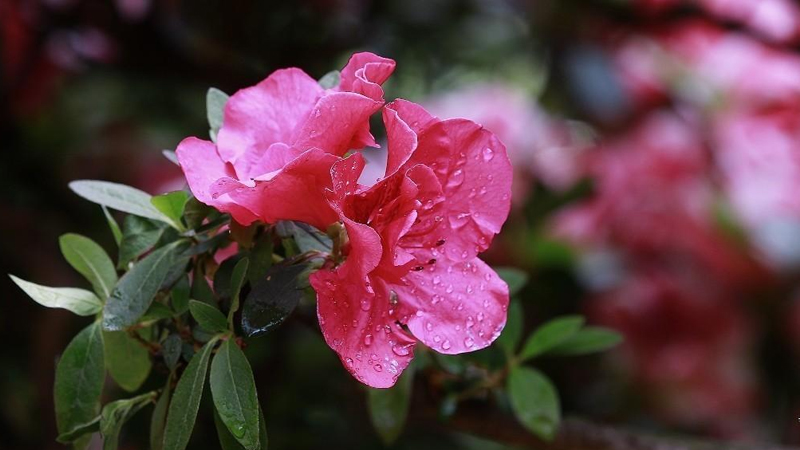 杜鵑花開敗后如何修剪