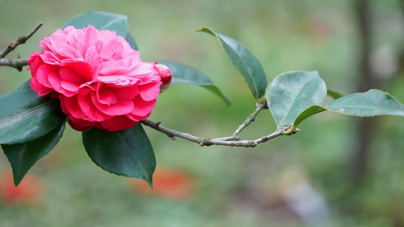 茶花修剪時間和方法