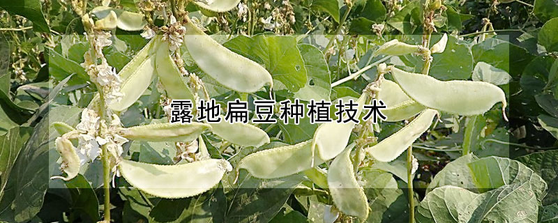 露地扁豆種植技術(shù)