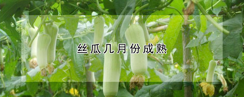 絲瓜幾月份成熟