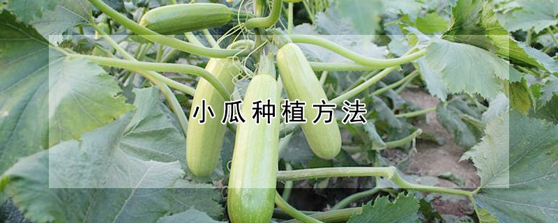 小瓜種植方法