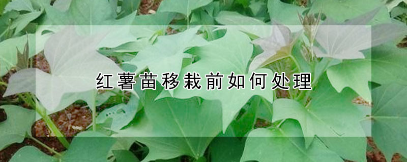 紅薯苗移栽前如何處理