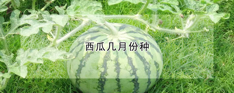 西瓜幾月份種