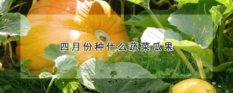 四月份種什么蔬菜瓜果