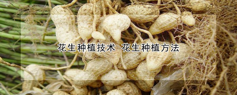 花生種植技術(shù) 花生種植方法