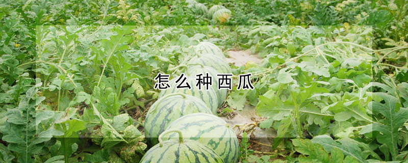 怎么種西瓜