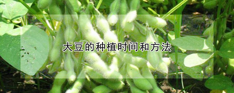 大豆的種植時間和方法