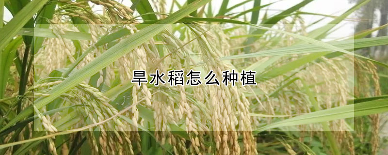 旱水稻怎么種植