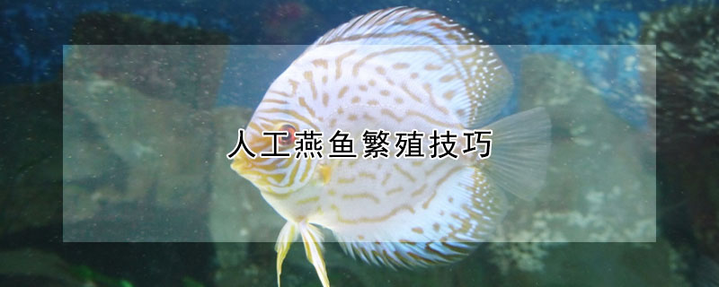 人工燕魚繁殖技巧