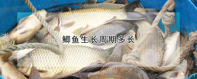 鯽魚生長周期多長